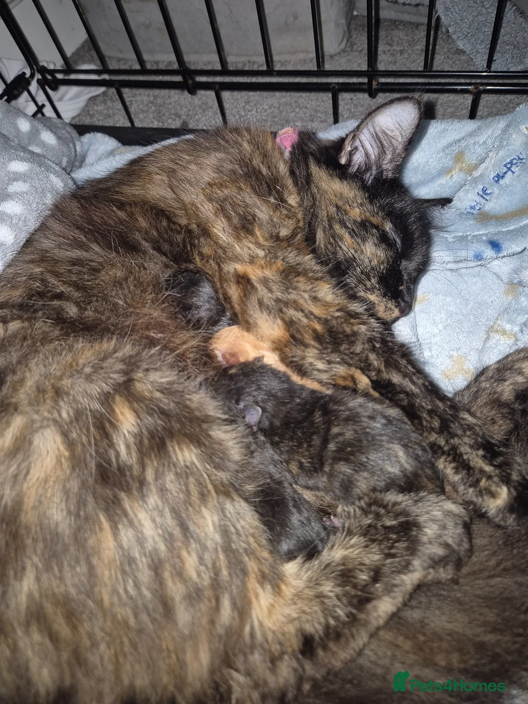 Domestic Shorthair cats for sale: 3 gorgeous kittens in Rochford - Advert 1
