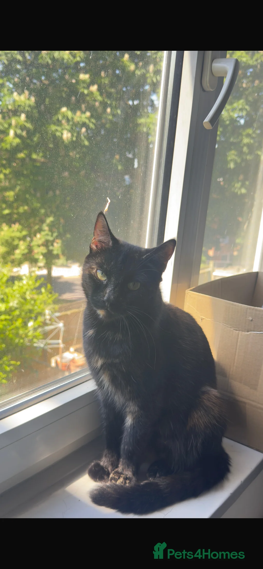 Mixed Breed cats for sale: 🐾 Two Lovely Tuxedo Kittens Looking for Home 🖤🤍 - Advert 2