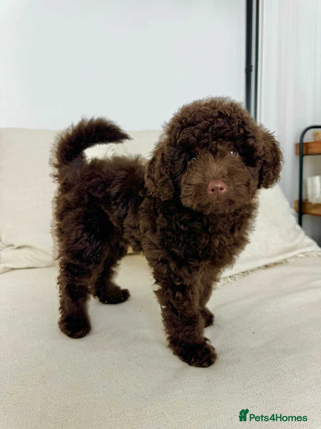 Toy Poodle dogs for sale: Beautiful chocolate Toy Poodle girl KC registered - Advert 2