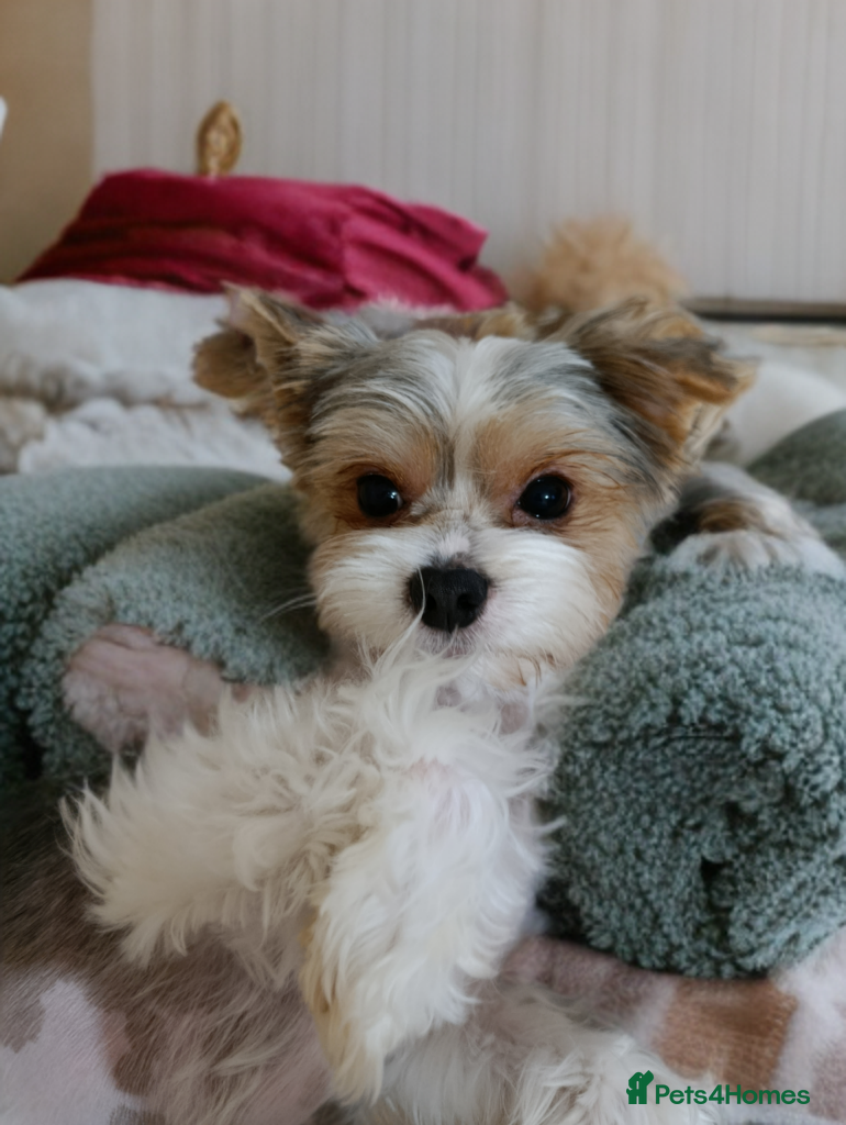 Biewer Terrier dogs Biewer boy 🐶🐶 - Advert 9