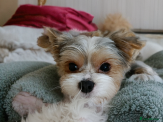 Biewer Terrier dogs Biewer boy 🐶🐶 - Advert 8