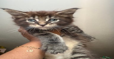 Maine Coon cats - Advert 13