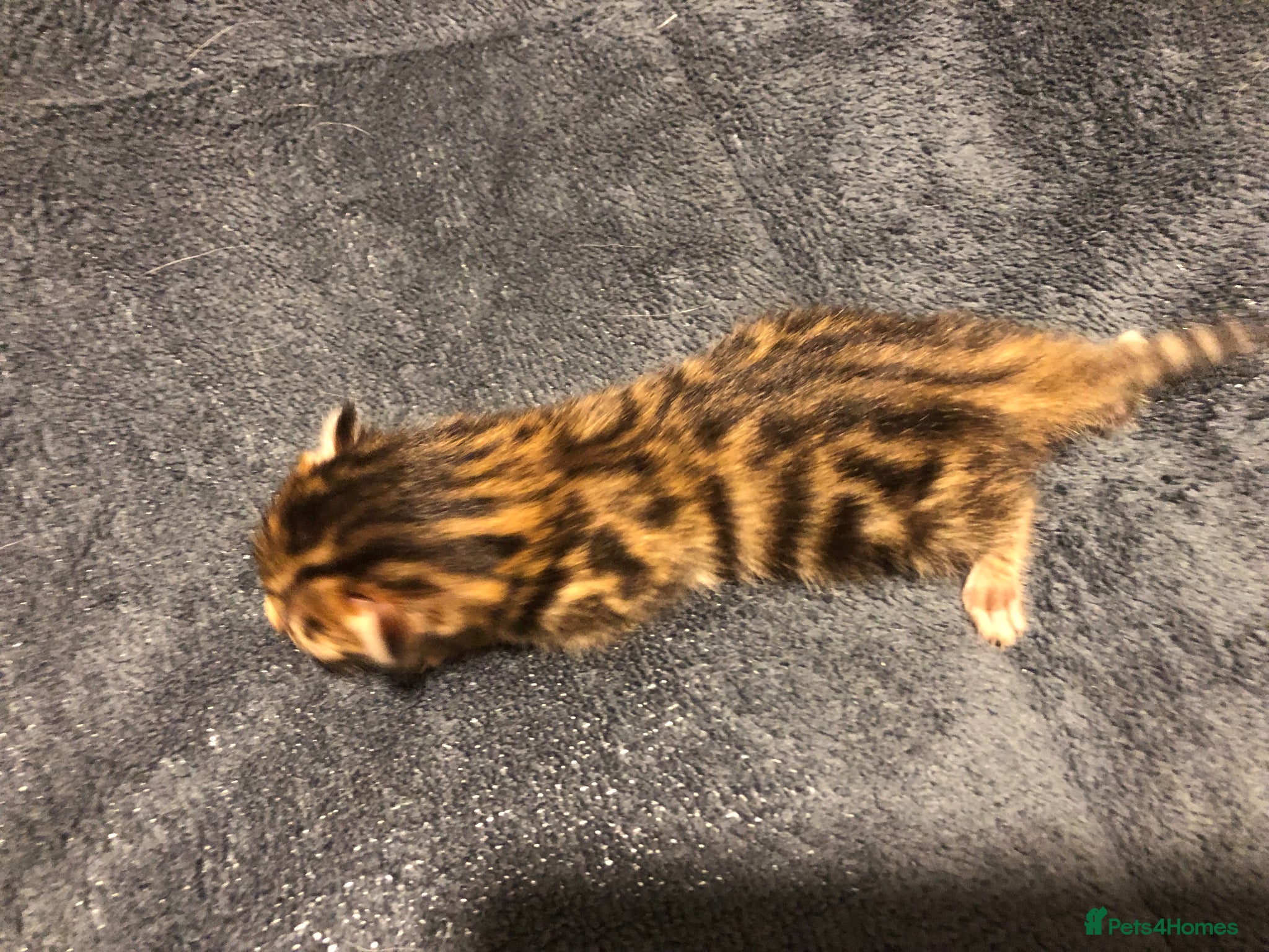 Bengal cats for sale: Little Bengal girl in Liskeard - Advert 6
