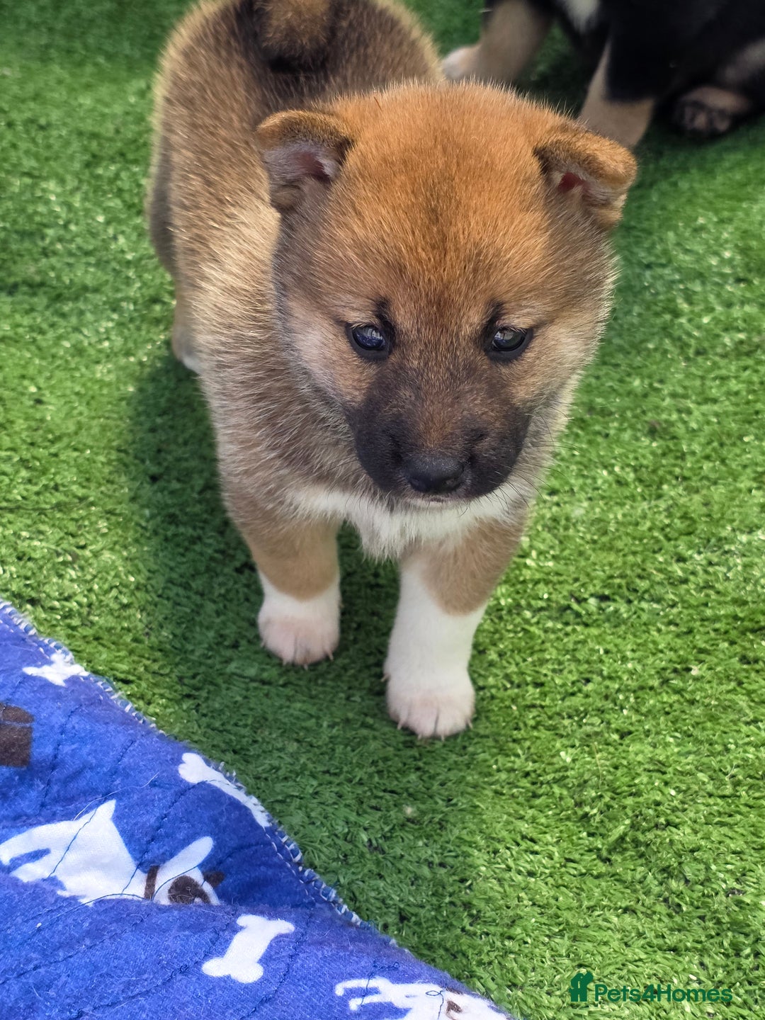 Shiba Inus Shiba Mix Puppies For Sale Breeds Shiba Poodle Mix