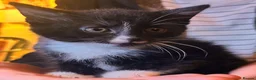 Mixed Breed cats for sale: Gorgeous playful kittens - Advert 9