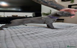 Whippet dogs for sale: Whippet pups  - Image 10