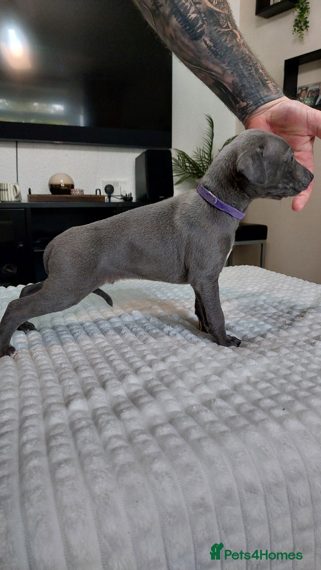 Whippet dogs for sale: Whippet pups  - Image 10