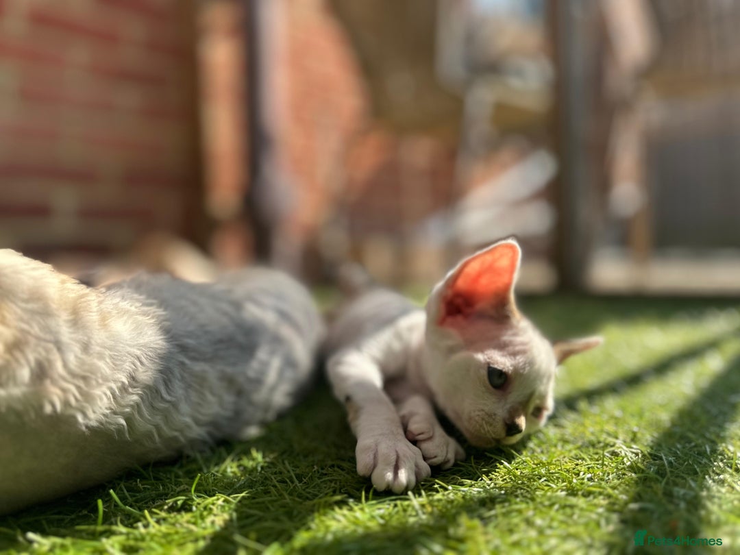 Devon Rex cats for sale: Two cuddlebugs- literally sticker cats available❤️ - Image 14