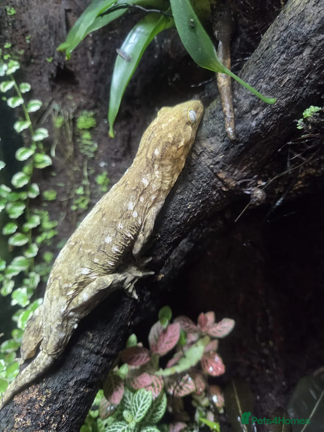 Gecko reptiles for sale: New Caledonia Giant Gecko in Burgess Hill - Advert 7