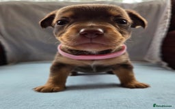 Mixed Breed dogs for sale: Beautiful Jack Russell x Chihuahua Puppies  - Image 2