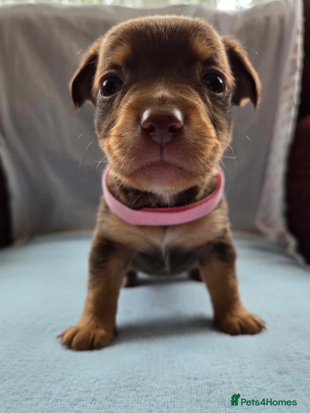 Mixed Breed dogs for sale: Beautiful Jack Russell x Chihuahua Puppies  - Image 2