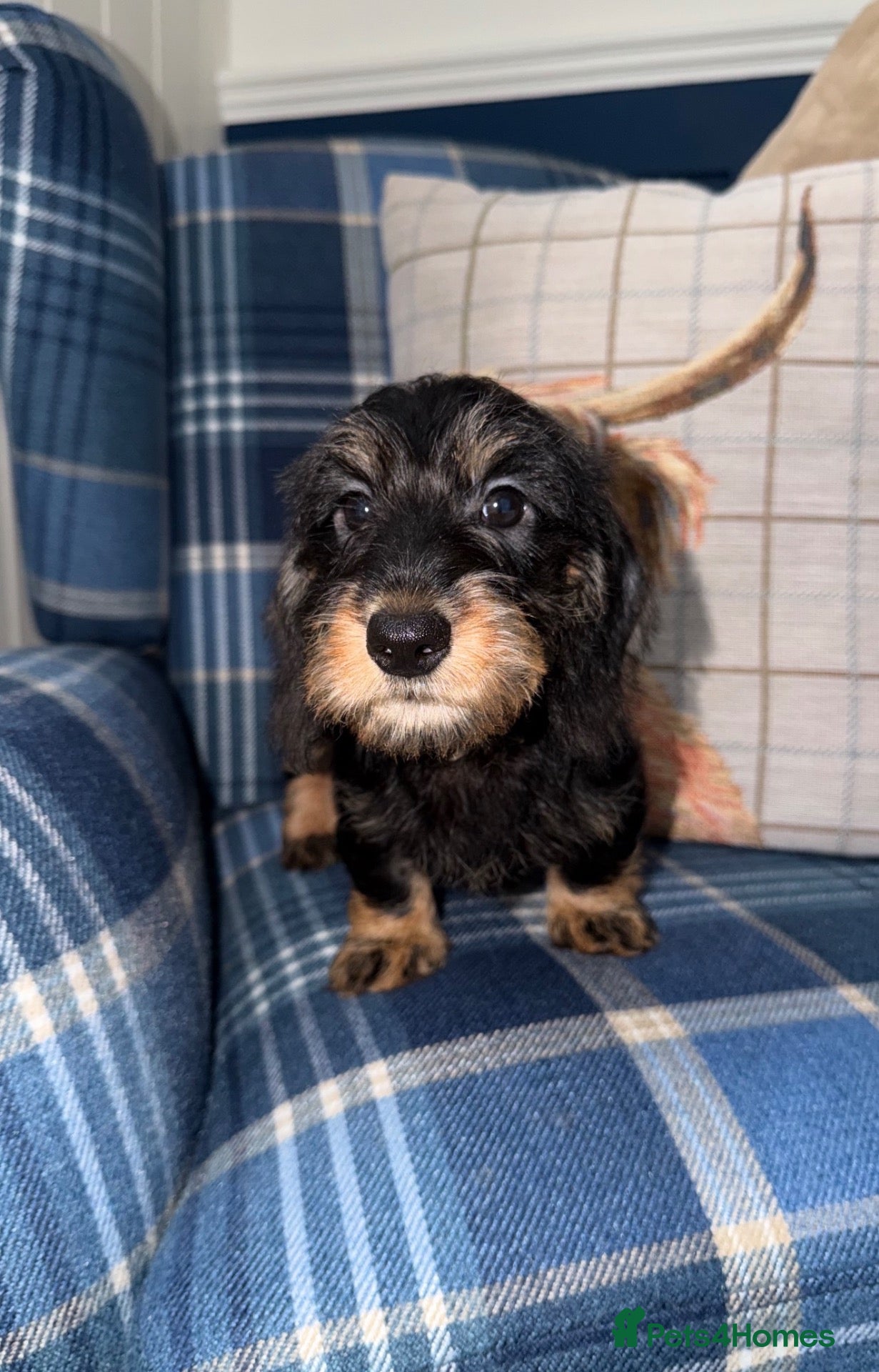 Miniature Dachshund dogs for sale: 💙Stunning Mini Wire Haired Boys 💙 - Advert 2
