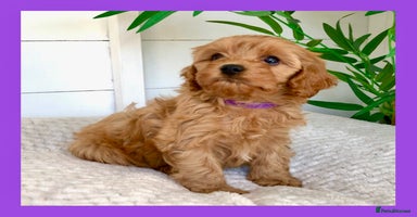 Cavapoo dogs - Advert 9