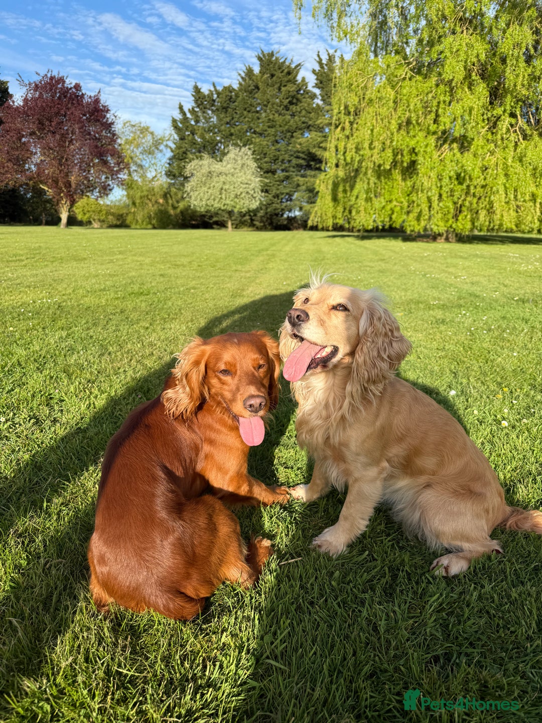 Cocker Spaniel dogs for sale: Working KC Registered Cocker Spaniel Puppies - Image 11