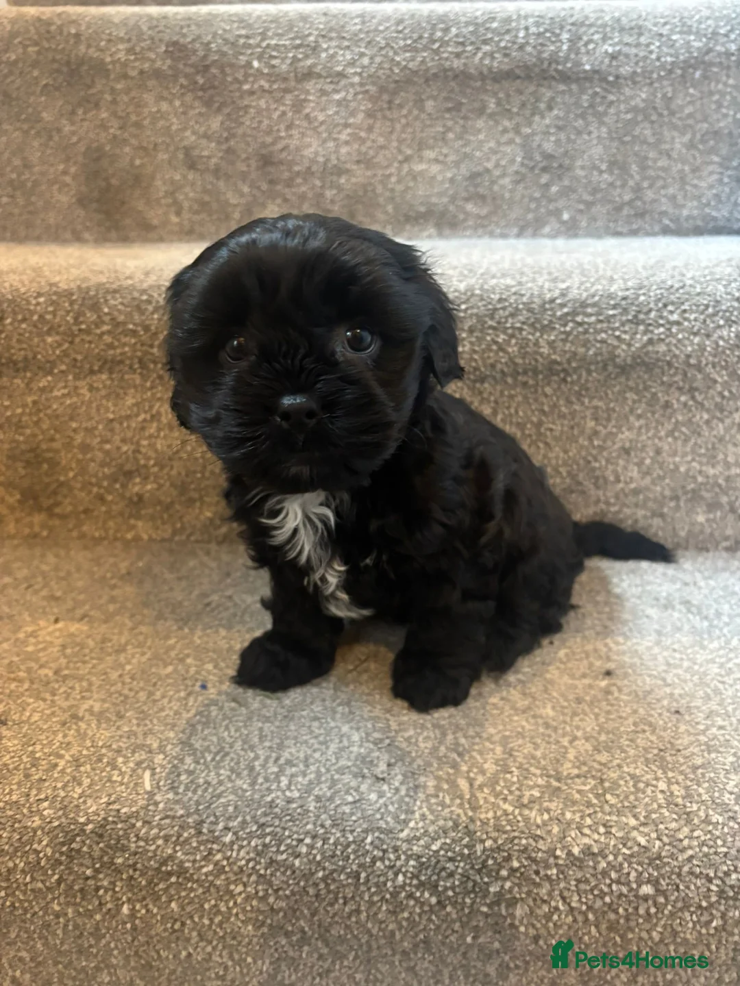Mixed Breed dogs for sale: 4 Beautiful Cava-Tzu puppies for sale  - Advert 16