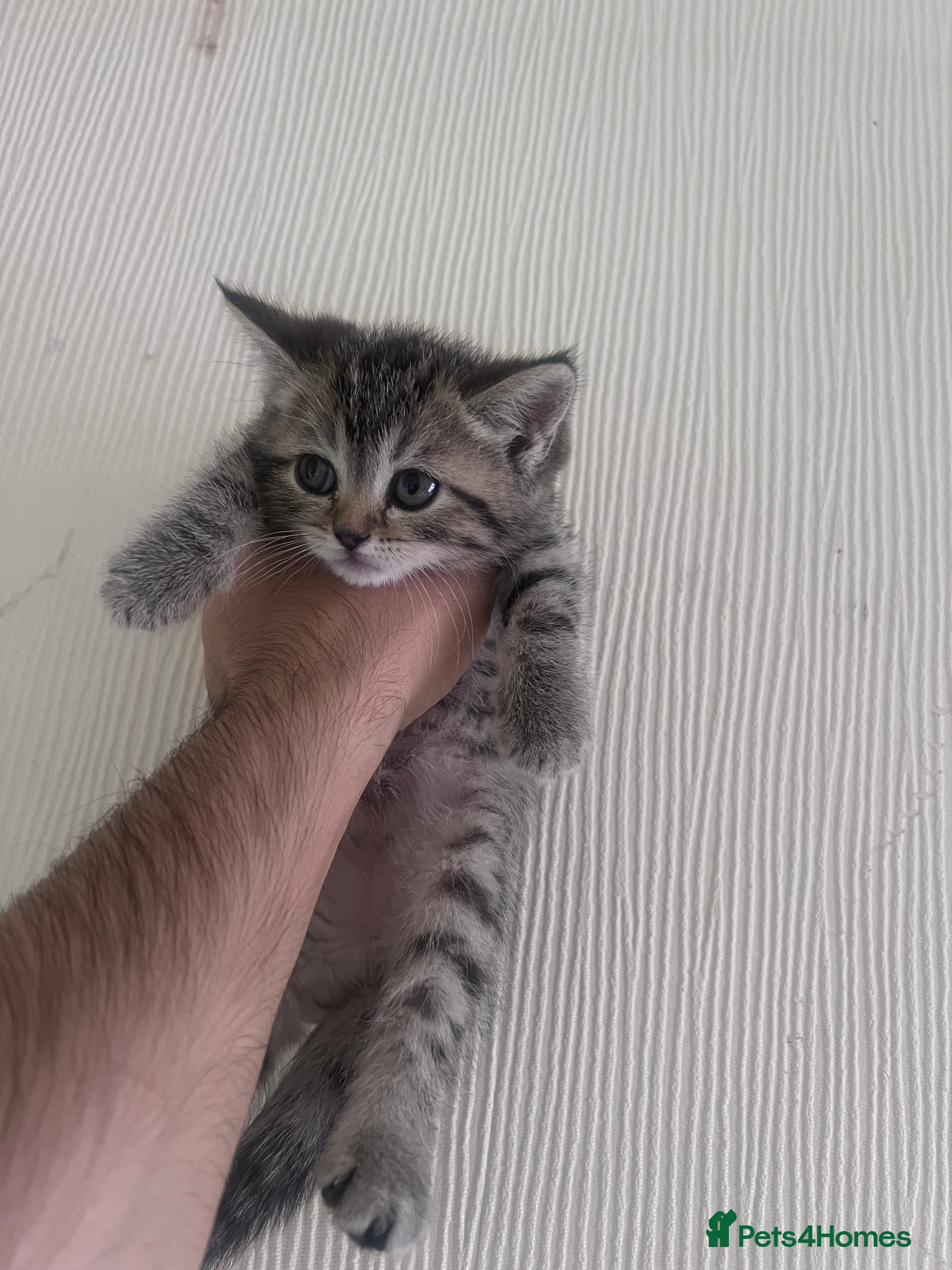 Scottish Fold cats Stunning Scottish Fold & Straight Kittens - Advert 17