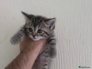 Scottish Fold cats Stunning Scottish Fold & Straight Kittens - Advert 17