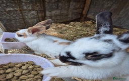 English rabbits for sale: Bunnies available - Image 3