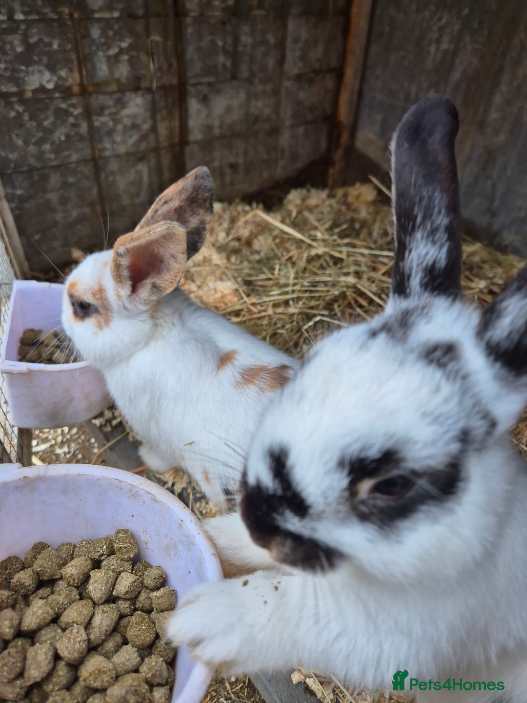 English rabbits for sale: Bunnies available - Image 3