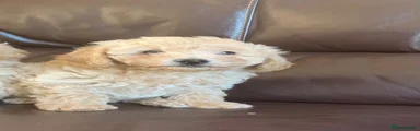 Poochon 2