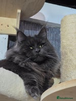 Maine Coon cats - Advert 4