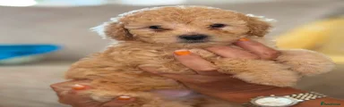 Miniature Poodle 2