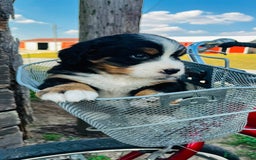 Bernese Mountain Dog dogs for sale: Bernese Mountain Dog Puppies - Image 4
