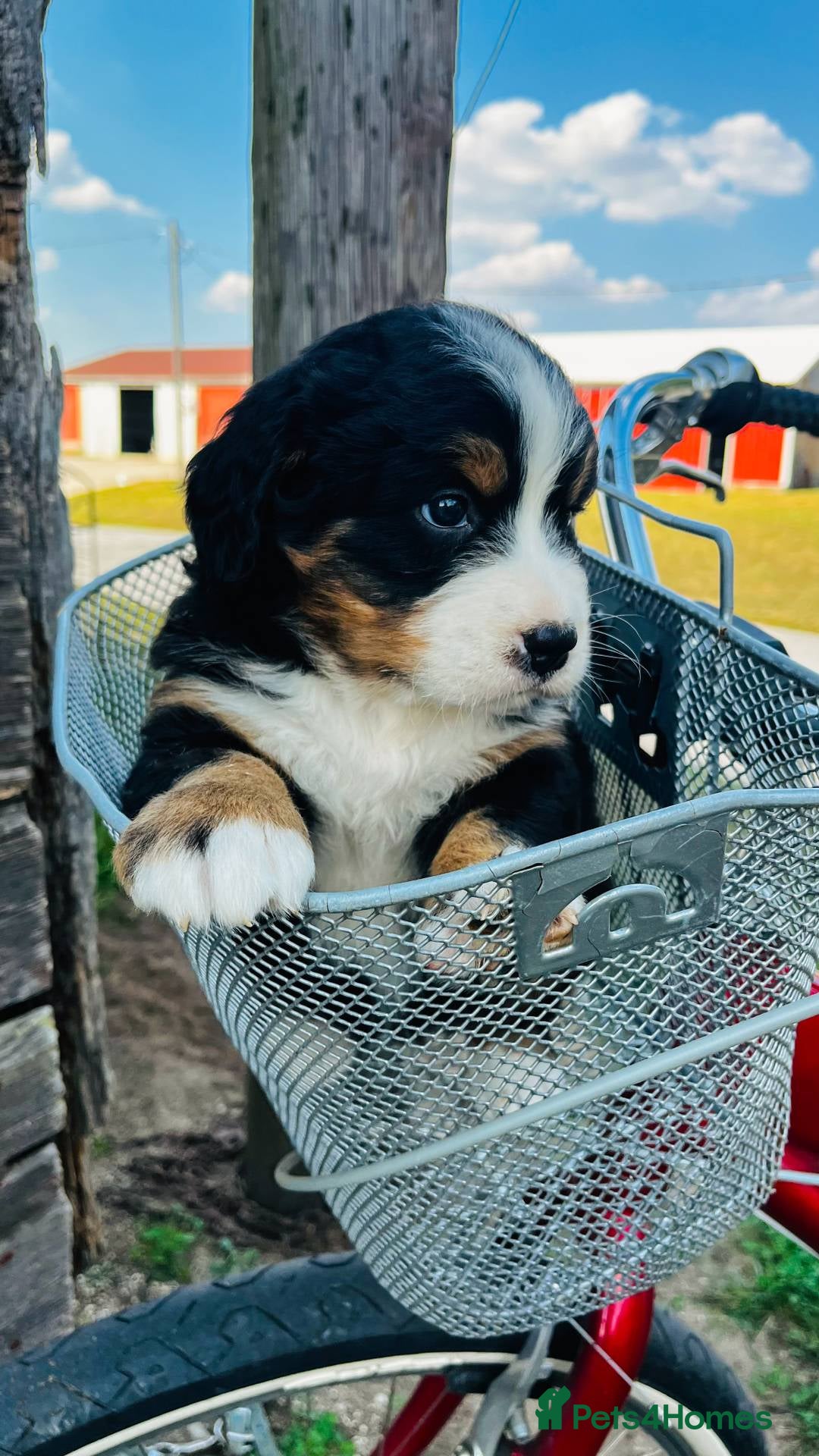 Bernese Mountain Dog dogs for sale: Bernese Mountain Dog Puppies - Image 4