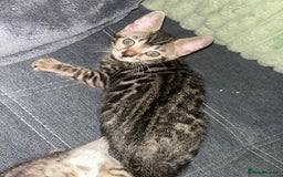 Bengal cats for sale: Bengal Kittens for Sale – Girl & Boy 🐆💛 - Image 11