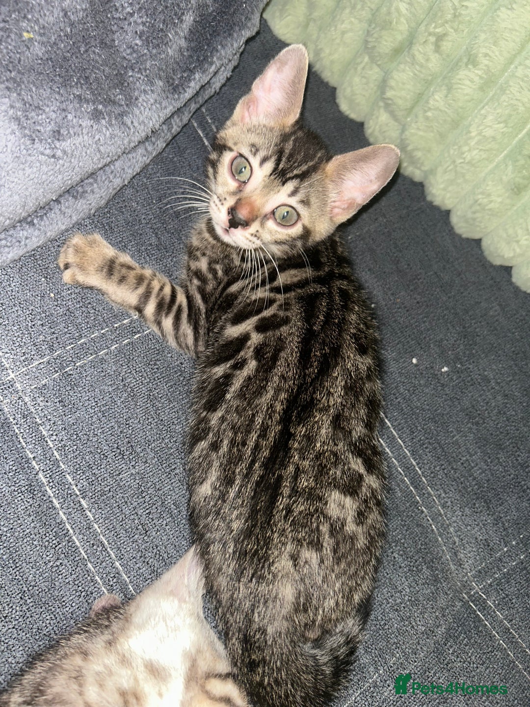 Bengal cats for sale: Bengal Kittens for Sale – Girl & Boy 🐆💛 - Image 11