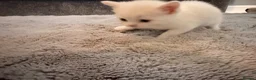 Persian cats for sale: White short hair Persian Kitten - Advert 4