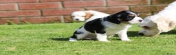 Cavachon dogs for sale: Beautiful Cavachon puppies for sale - Advert 25