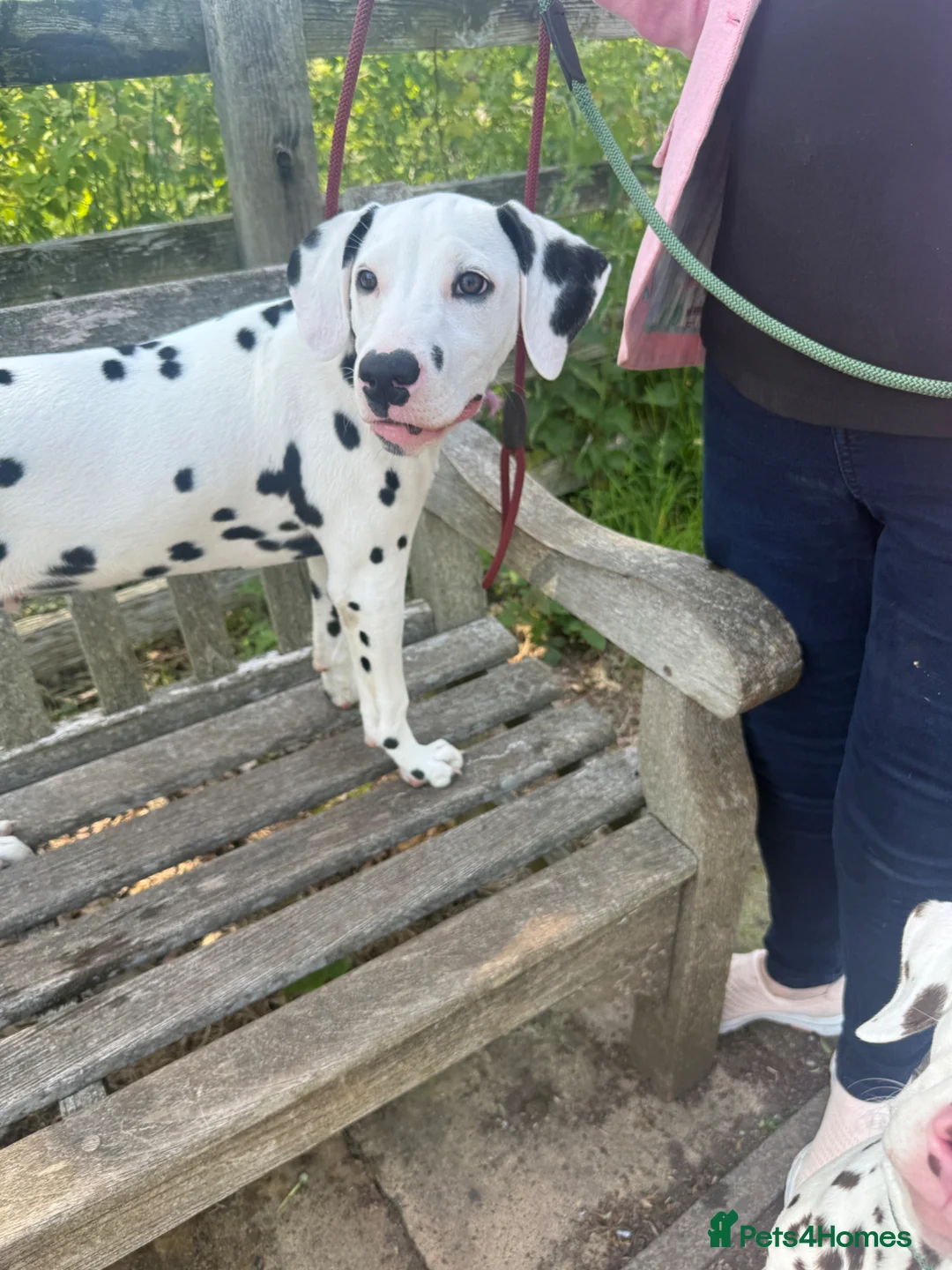 Dalmatian dogs for sale: Royal KC Registered Dalmatian Puppy (Male) - Advert 1
