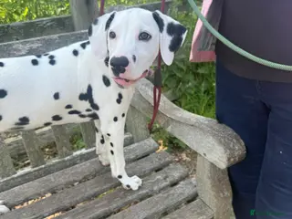 Dalmatian dogs Royal KC Registered Dalmatian Puppy (Male) - Advert 11
