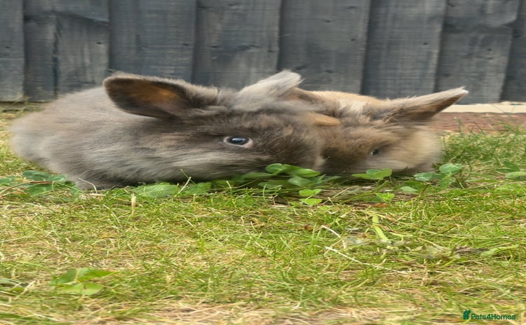 Lionhead rabbits - Advert 1