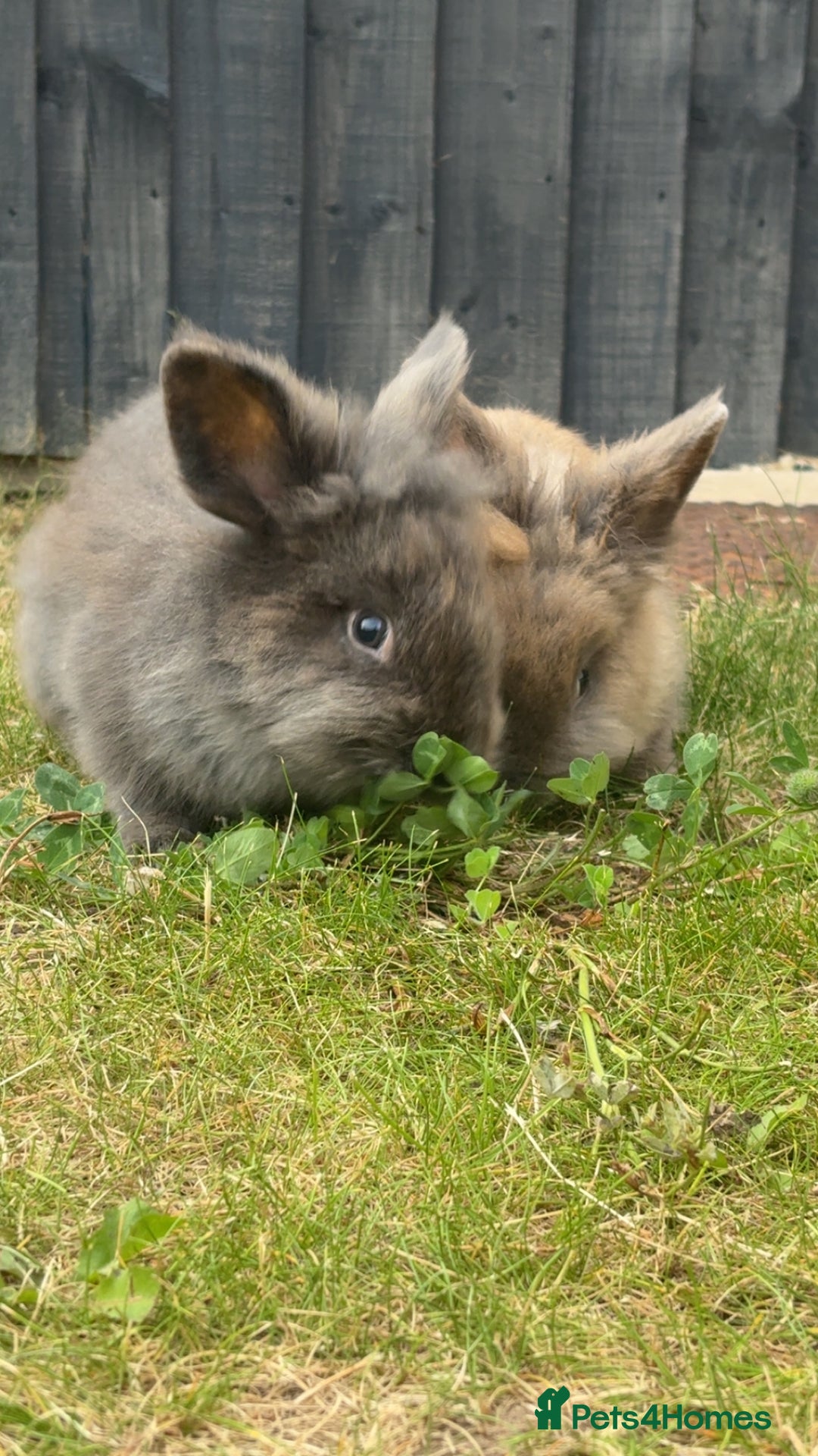 Lionhead rabbits for sale: 2 Lion head, 10 months old. - Image 1