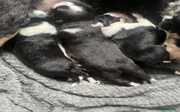 Border Collie dogs for sale: Border collie puppies  - Image 15