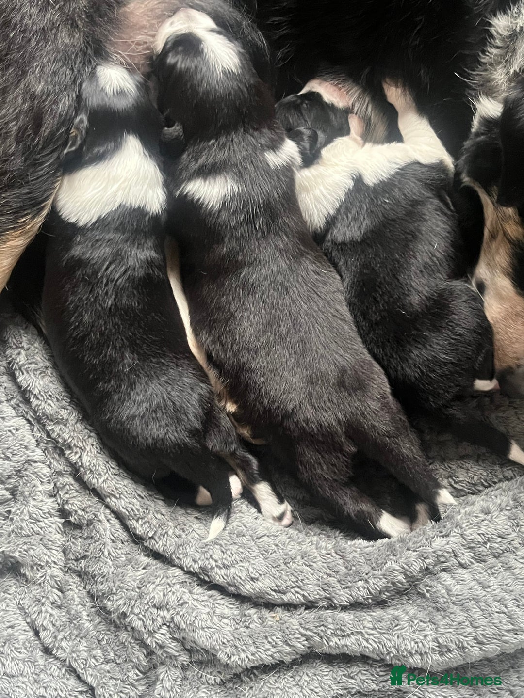 Border Collie dogs for sale: Border collie puppies  - Image 15