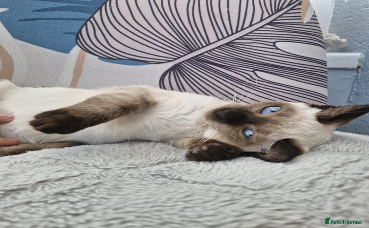 Snowshoe cats - Advert 1
