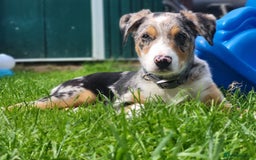 Border Collie dogs for sale: 16 month border collie  - Image 2