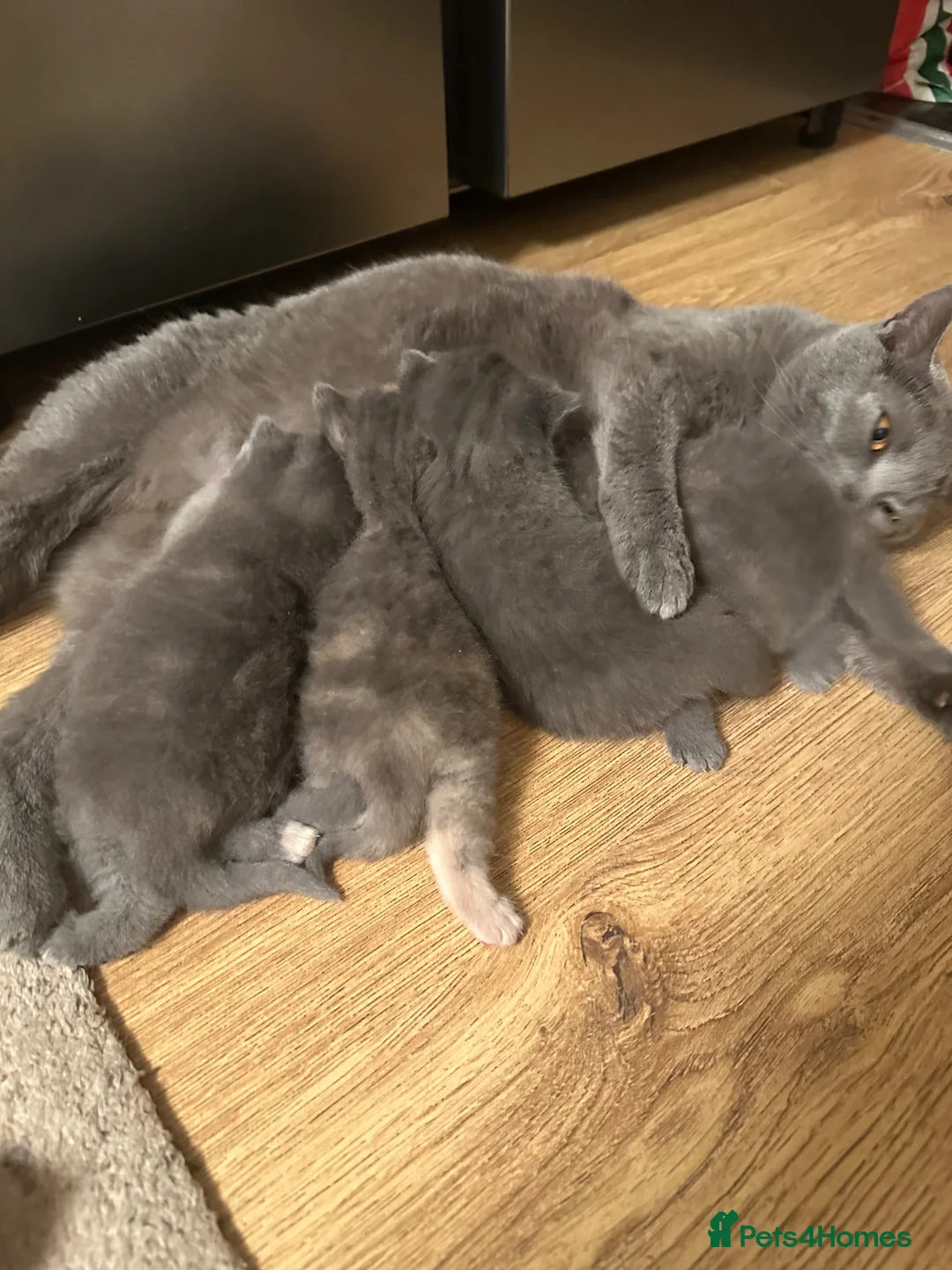 British Shorthair cats for sale: 4 Adorable female kittens  - Advert 15