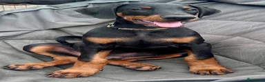 Silver collar Black and Tan male 