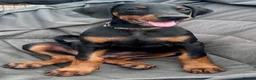 Dobermann dogs for sale: Health tested European puppies  - Advert 22