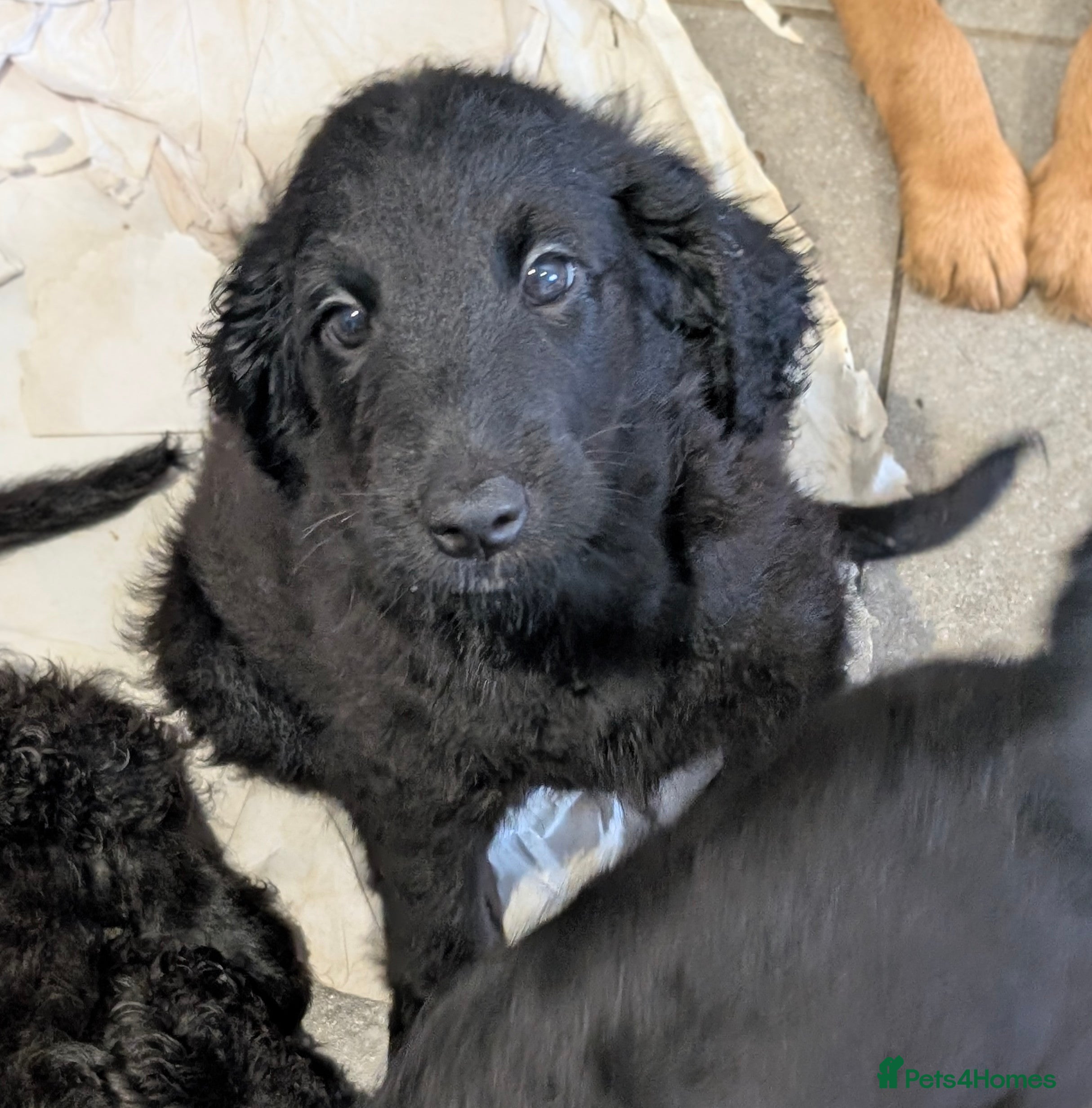 Labradoodle dogs Miniature Labradoodles -Merle, Phantom, Black, Red - Advert 1