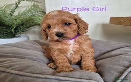Cockapoo dogs for sale: QUALITY F1 COCKAPOOS - Image 9