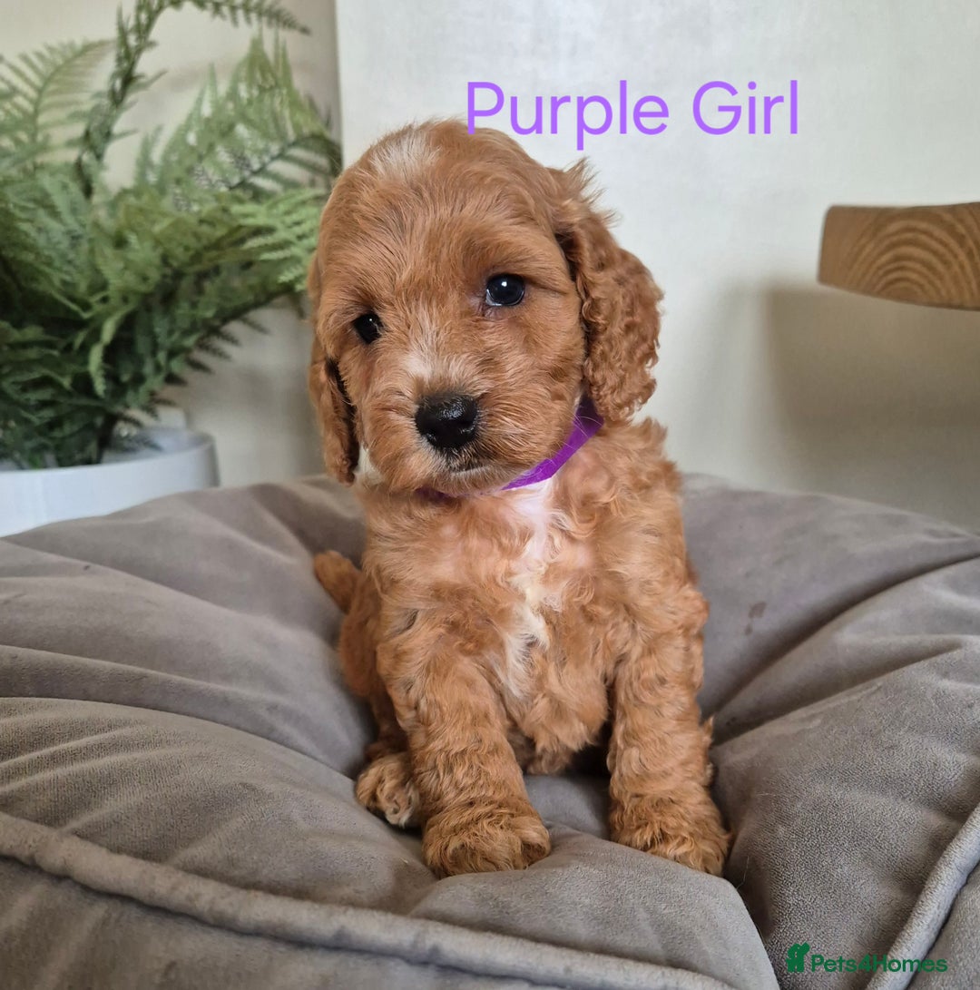 Cockapoo dogs for sale: QUALITY F1 COCKAPOOS - Image 9