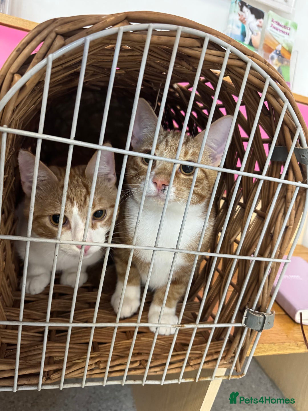 British Shorthair cats for sale: Two gorgeous ginger boys to go together  - Advert 12