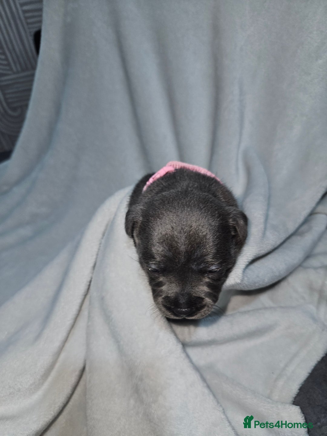 Staffordshire Bull Terrier dogs for sale: Beautiful chunky blues! - Advert 23