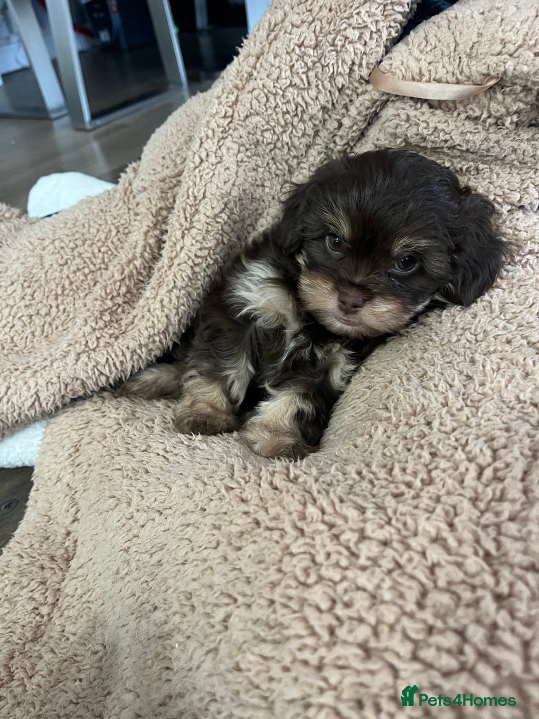Mixed Breed dogs for sale: Shih Tzu / Chihuahua hybrids - Advert 11