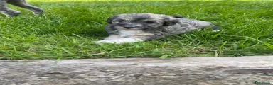 Schnoodle 3